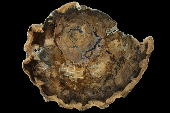Petrified Wood (Cherry) Slab - McDermitt, Oregon #93827